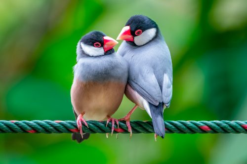 The Java sparrow also known as Java finch, Java rice sparrow or